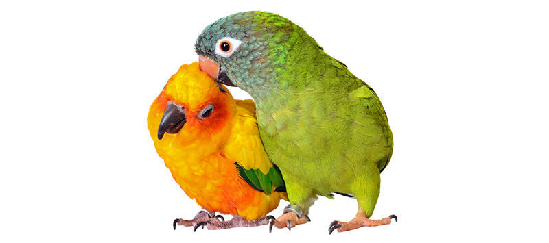 The Importance of Breeding Birds